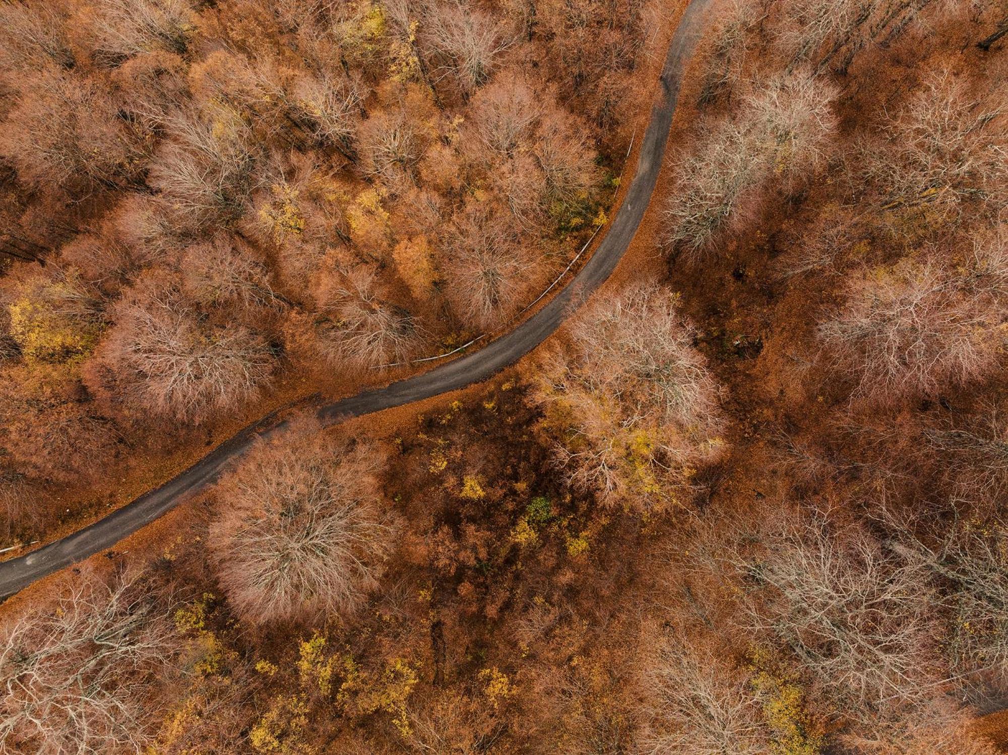 Grand Forest - Leading Of The World Мецовон